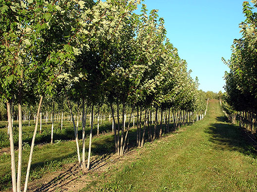 A view of some of our mult-stemmed shade trees