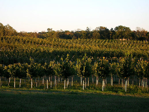 We grow many varieties of shade and ornamental trees